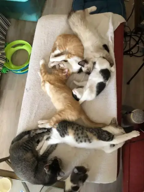 Kittens