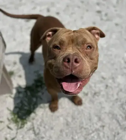 Champ In Windsor Va