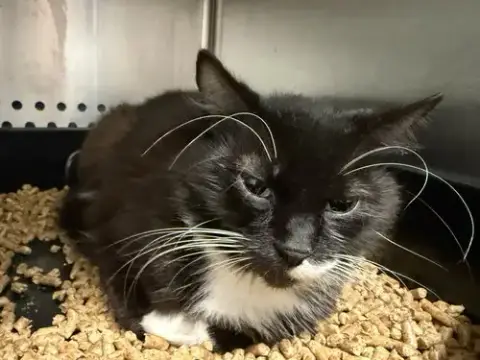 Glitter: Visit At Lynchburg Petsmart photo 2