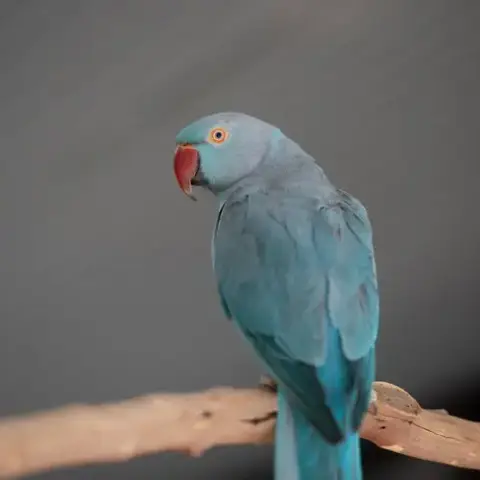 Delilah photo 5