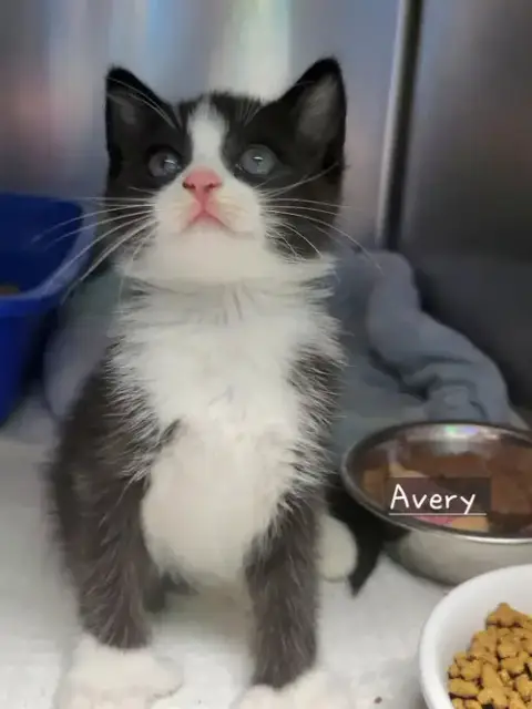 Avery photo 2