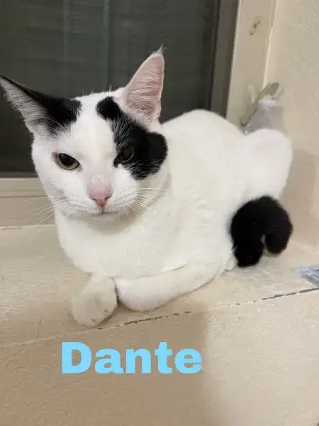 Dante