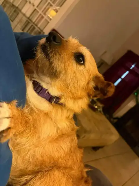 Lola