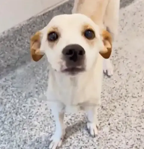 Cheese