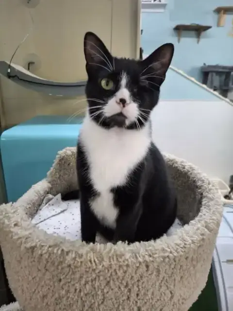Puff And Puddle