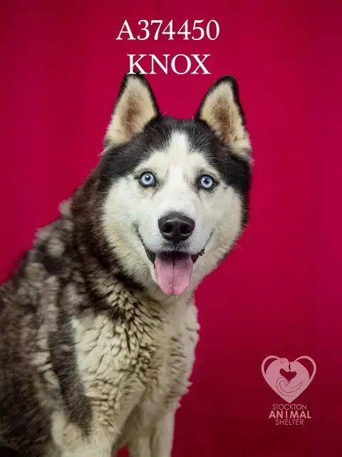 Knox