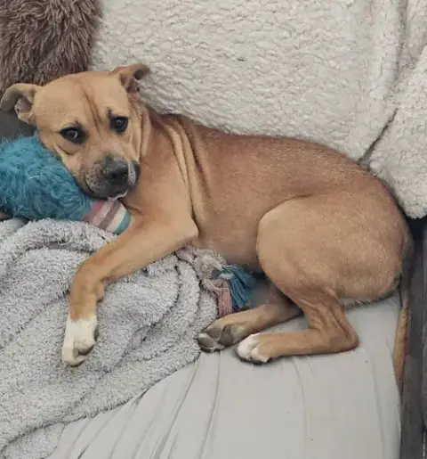 Roxie