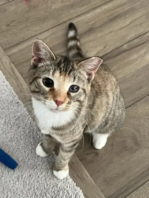 Miss Molly