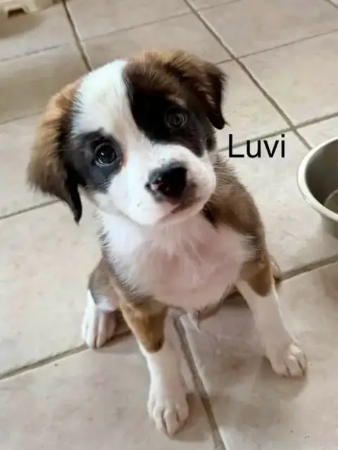 Luvox photo 2