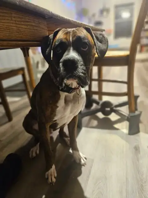 Dewey *Adoption Pending* photo 2