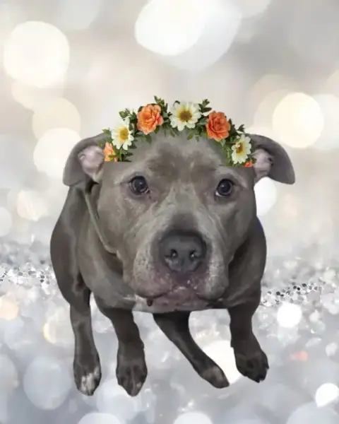 Gracie