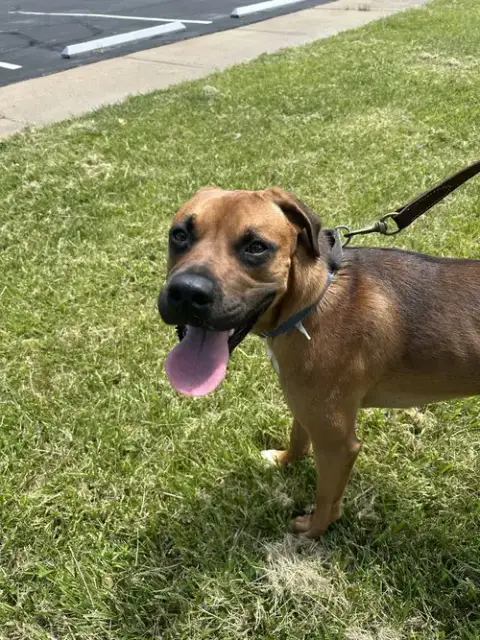 Roscoe- Courtesy Post
