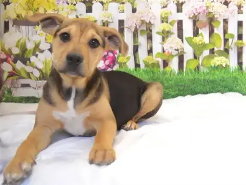 Gemma