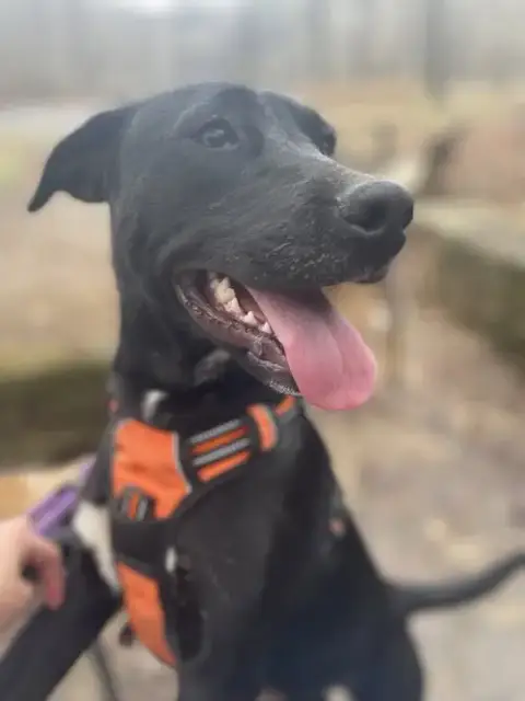 Josie