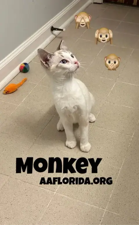 Monkey