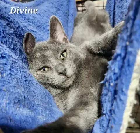 Divine