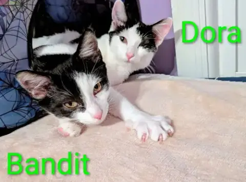 Kitten Darling Dora photo 4