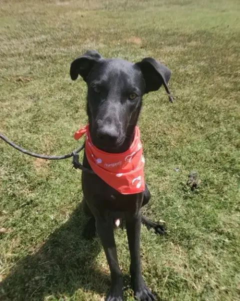 Buddy photo 5