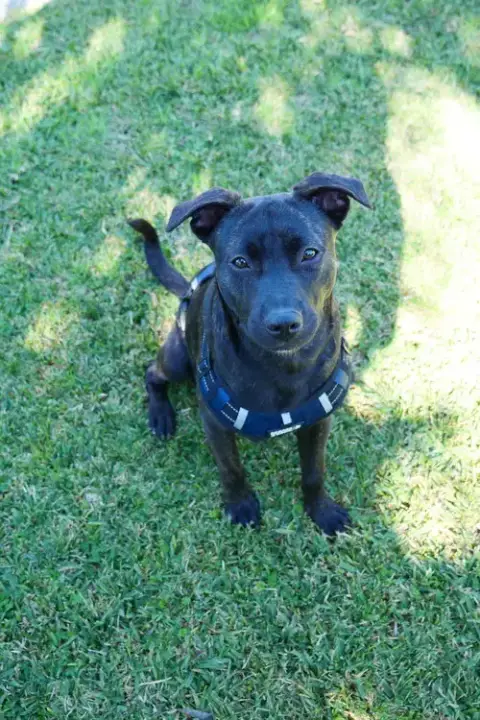 Finn *Bonded Pair With Jake* photo 2