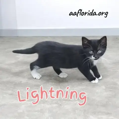 Lightning photo 3