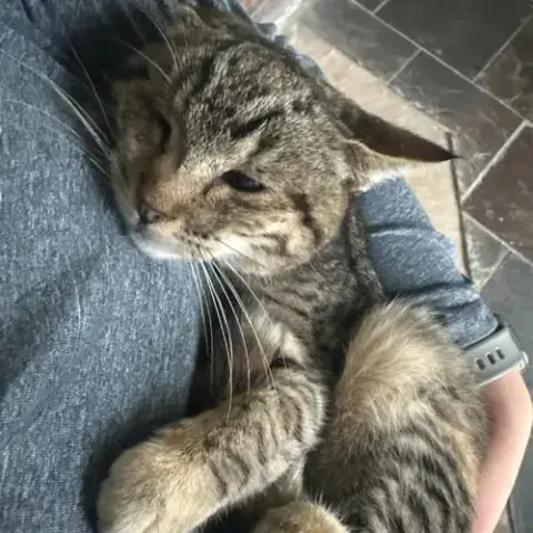 Kitty photo 3