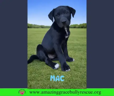 Mac