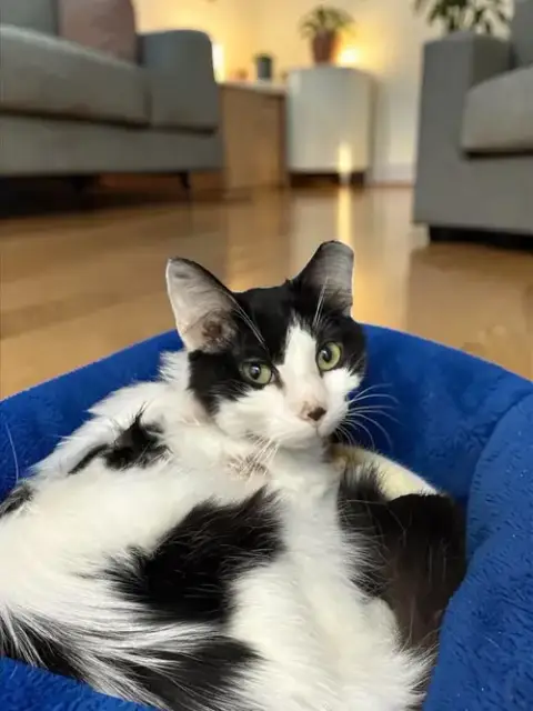 Patches