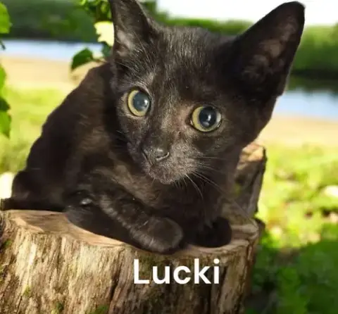 Lucki photo 3