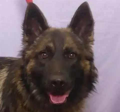 Ranger