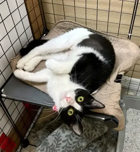 Cats/Kittens-Altamonte Springs Location photo 3