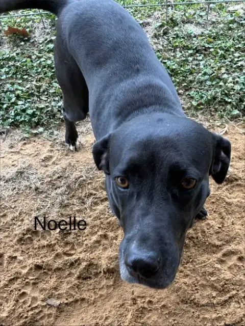 Noelle photo 3