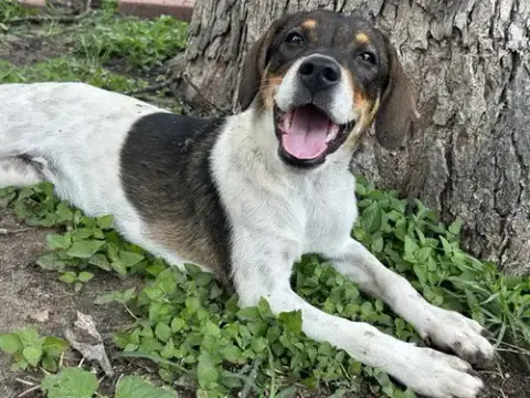Dottie