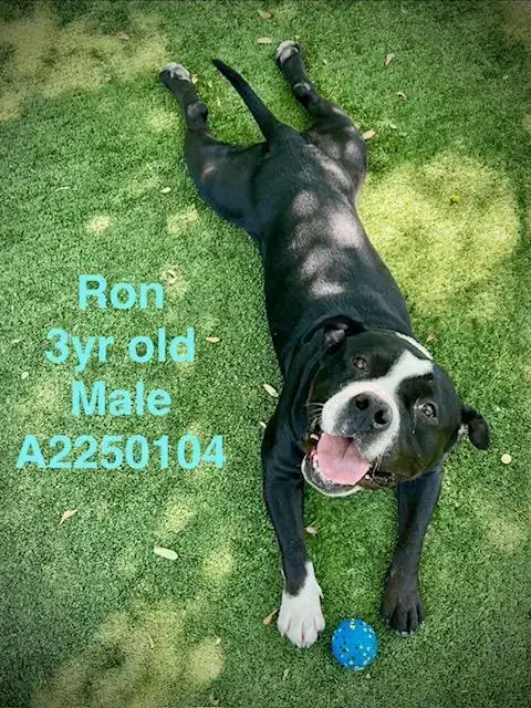 Ron