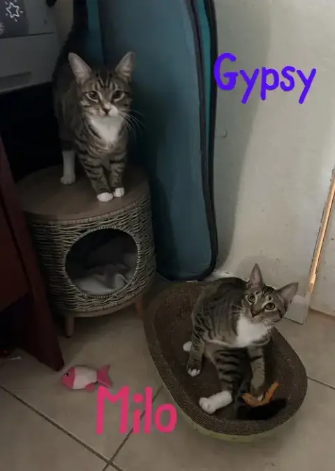 Gypsy "Dime photo 4