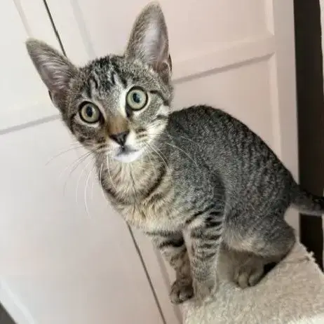 Bud #Tabby-Brigade photo 2