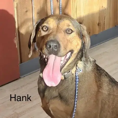 Hank photo 3