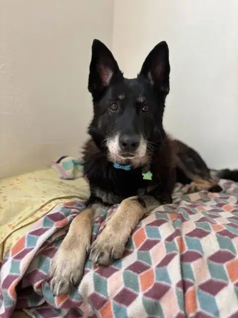 Stella