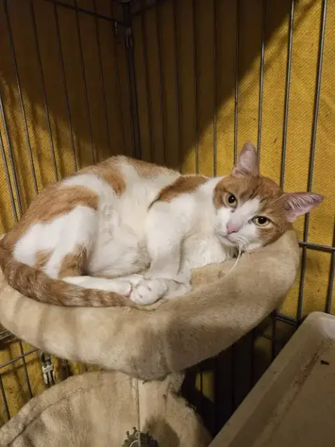 Peaches
