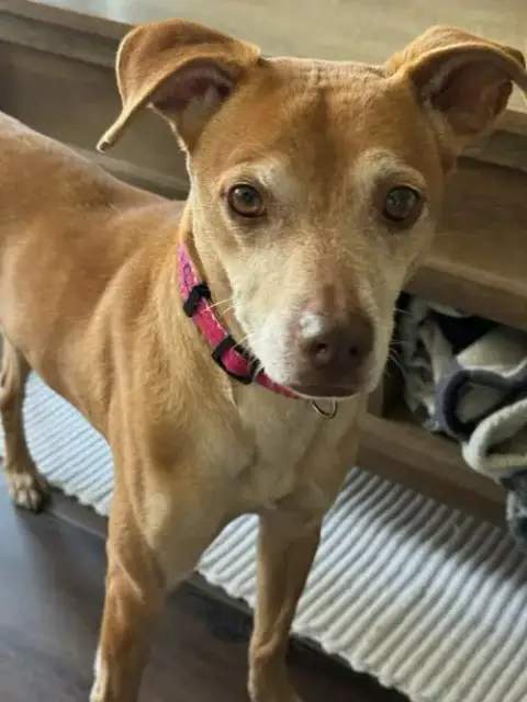 Fawn