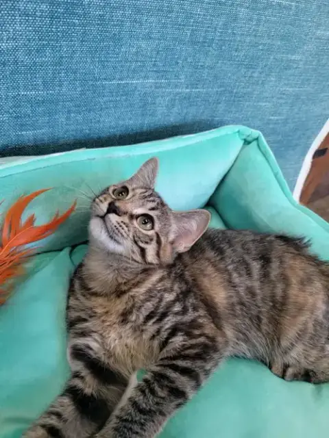 Chipette