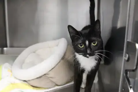 Nilla
