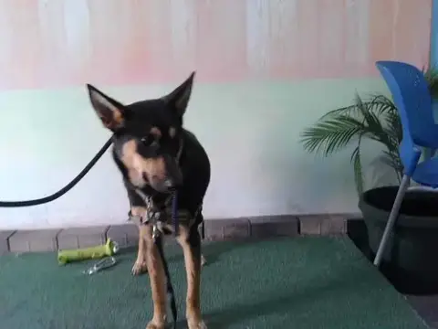 Nala Jr