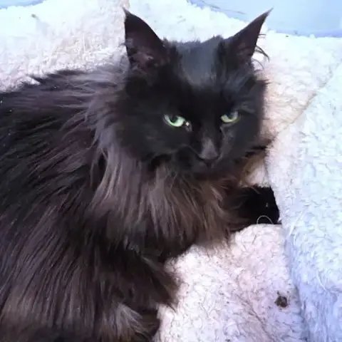 Miss Lucky photo 2