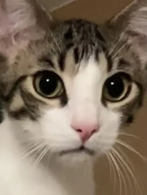 Theodore photo 3