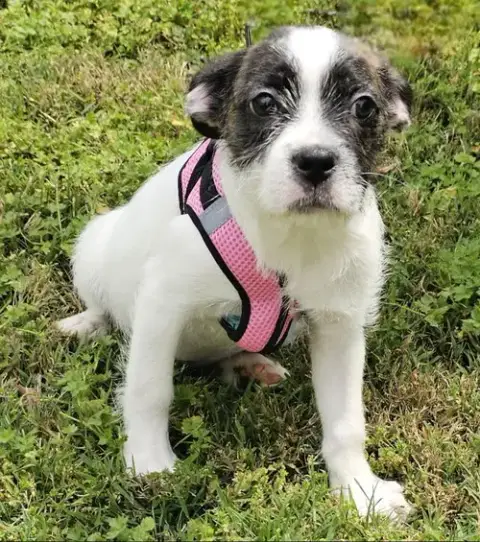 Puppy Ginger