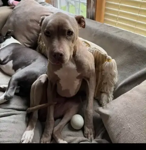 Priscilla