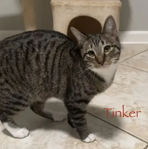 Tinker photo 3