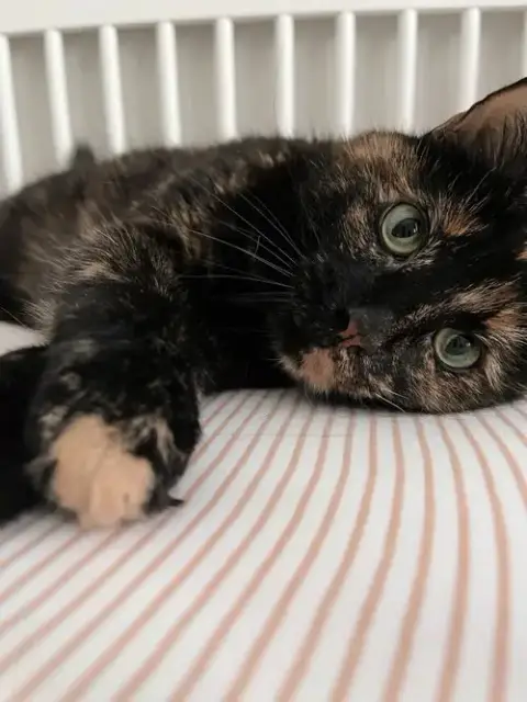 Jubilee- Foster Needed photo 4