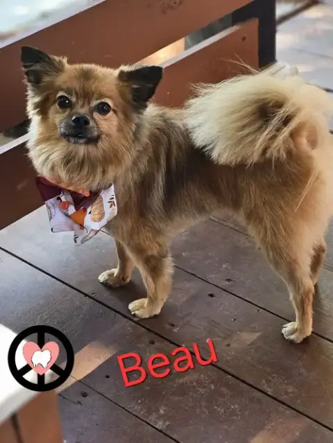 Beau photo 3