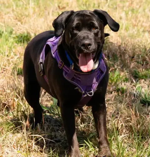 Maggie photo 2